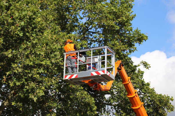 Best Emergency Tree Removal  in Bremerton, WA